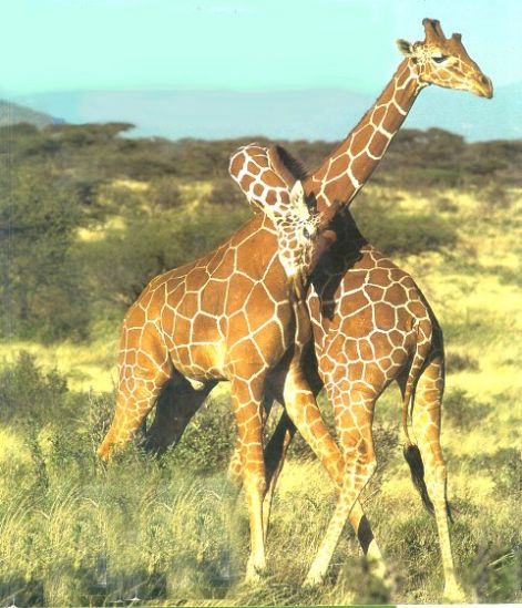two_male_giraffes_courting_behavior.jpg